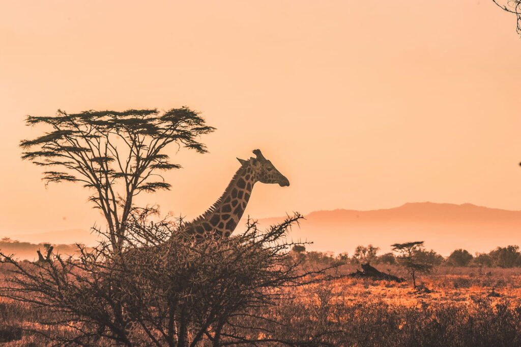 Safari a Kenia