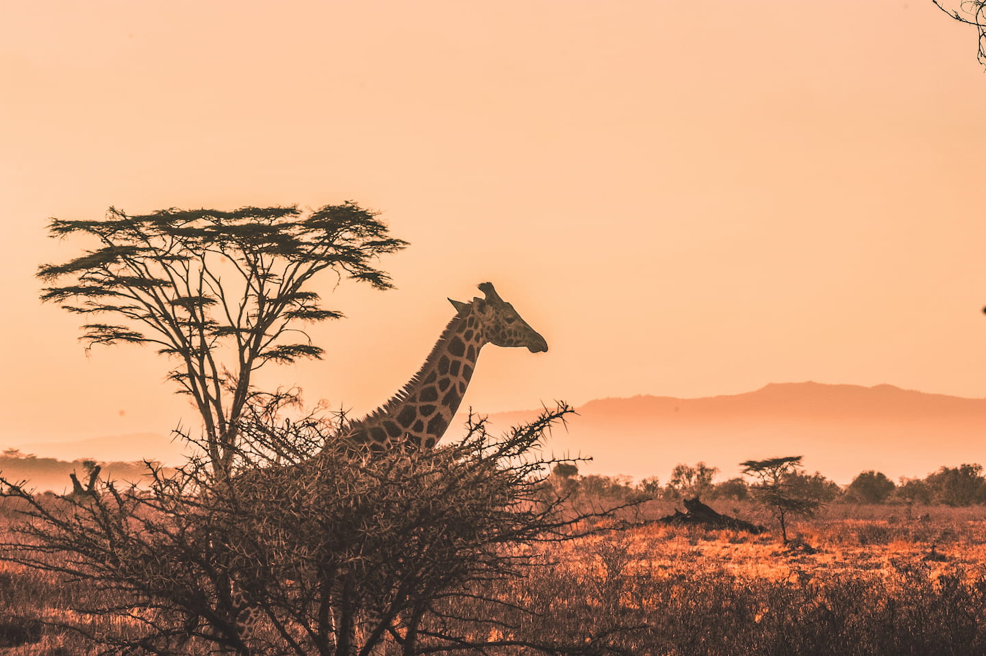 De Safari a Kenia: todo lo que debes saber antes de ir