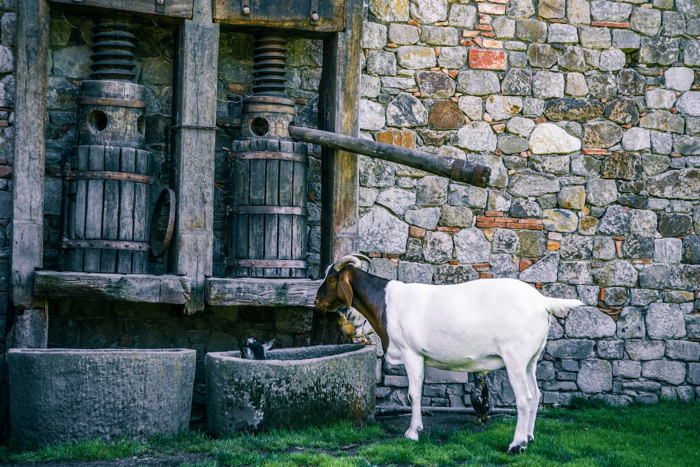 Castilla y León con sabor rural: descubriendo su gastronomía